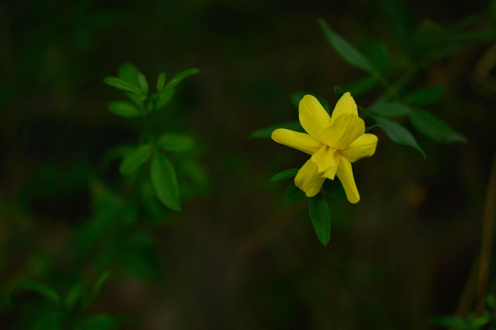 Nikon D3200 sample photo. Flower, petals, leaves photography