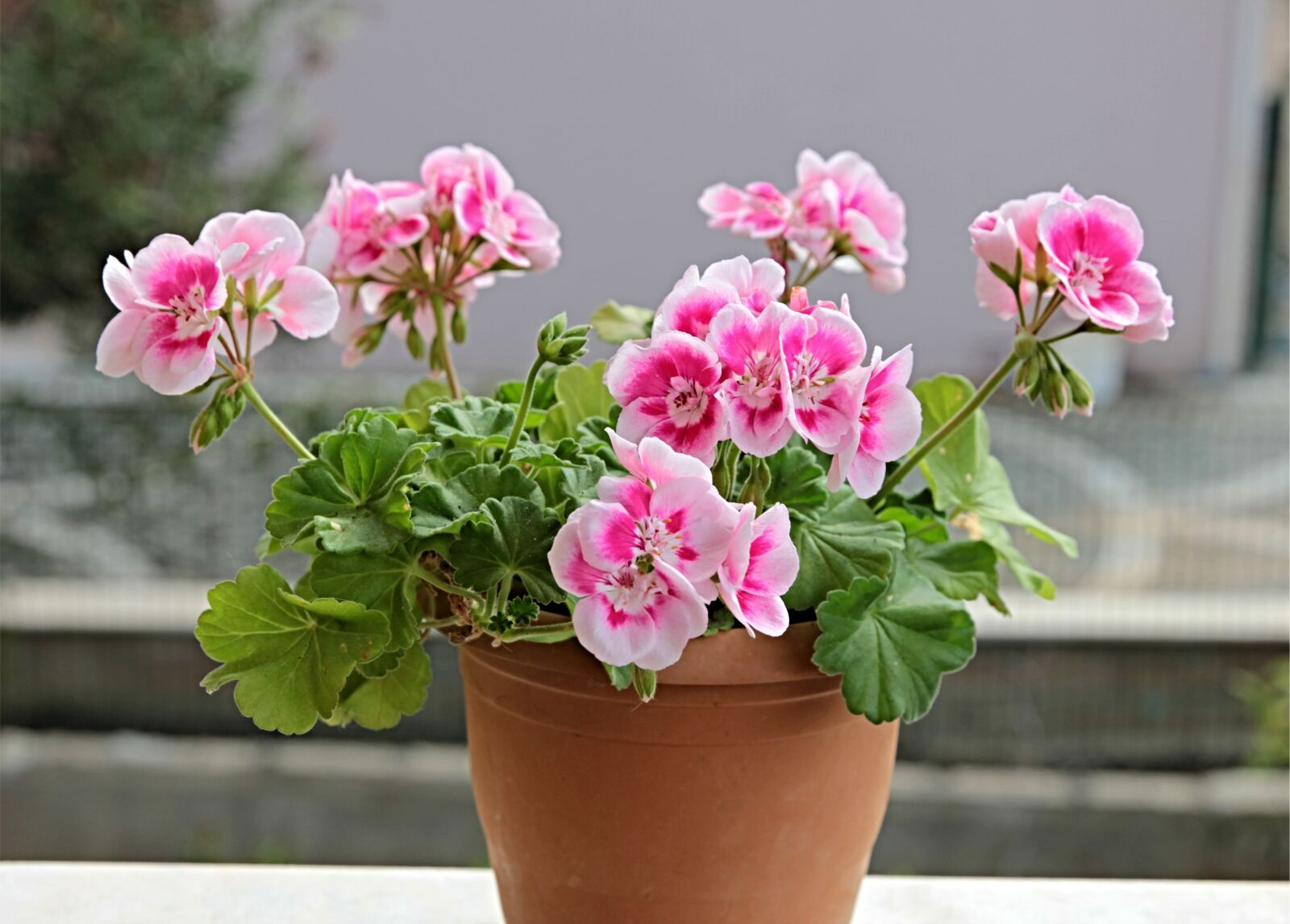 Canon EOS 550D (EOS Rebel T2i / EOS Kiss X4) sample photo. Geranium, plant, flower photography