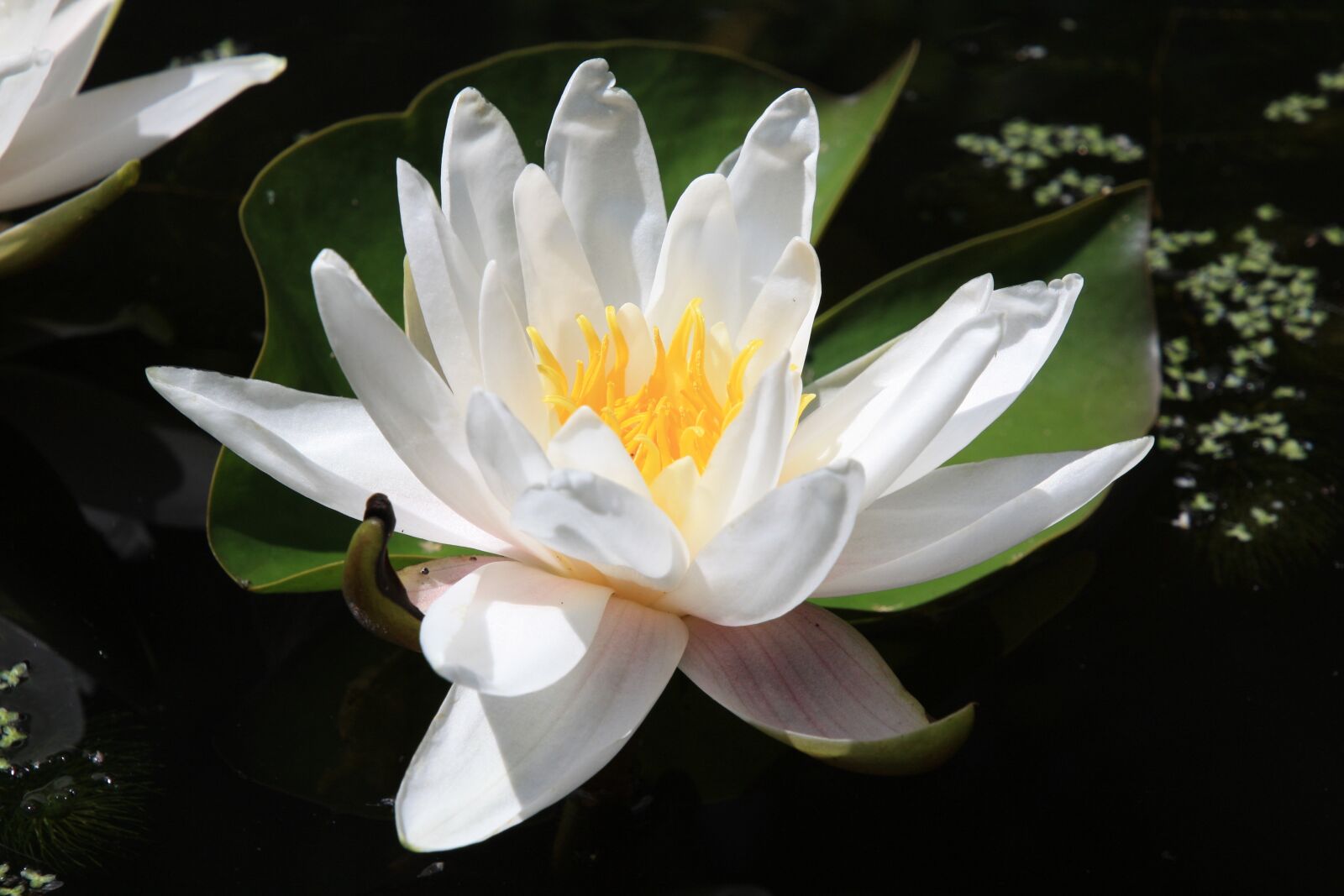 Canon EOS 450D (EOS Rebel XSi / EOS Kiss X2) sample photo. Water lily, flower, pond photography