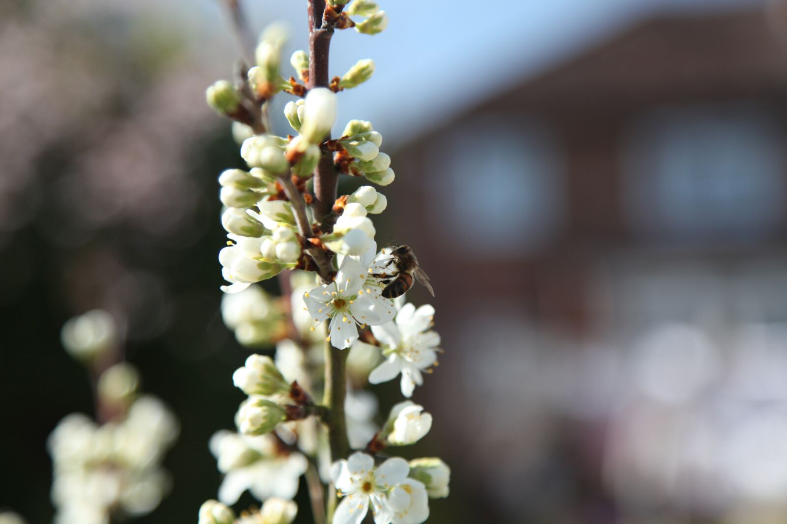 Canon EOS 5D Mark II sample photo. Spring, blossom, damson tree photography