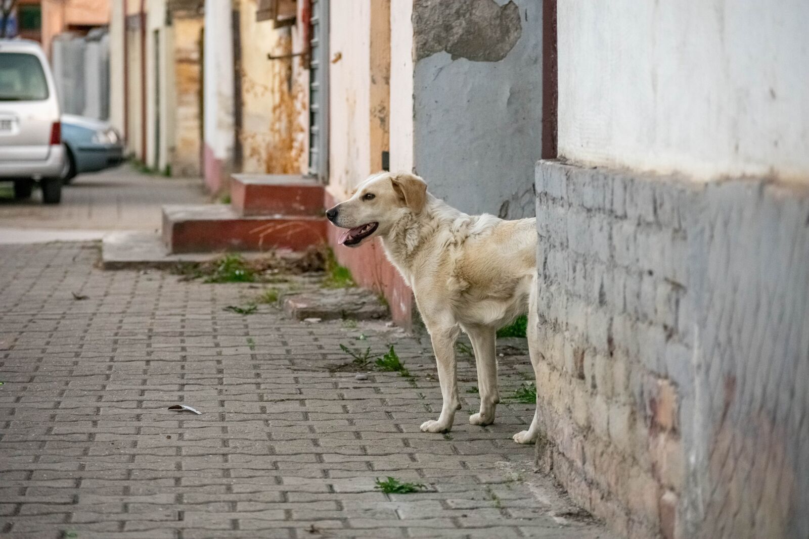 Nikon D3400 sample photo. Dog, pet, animal photography