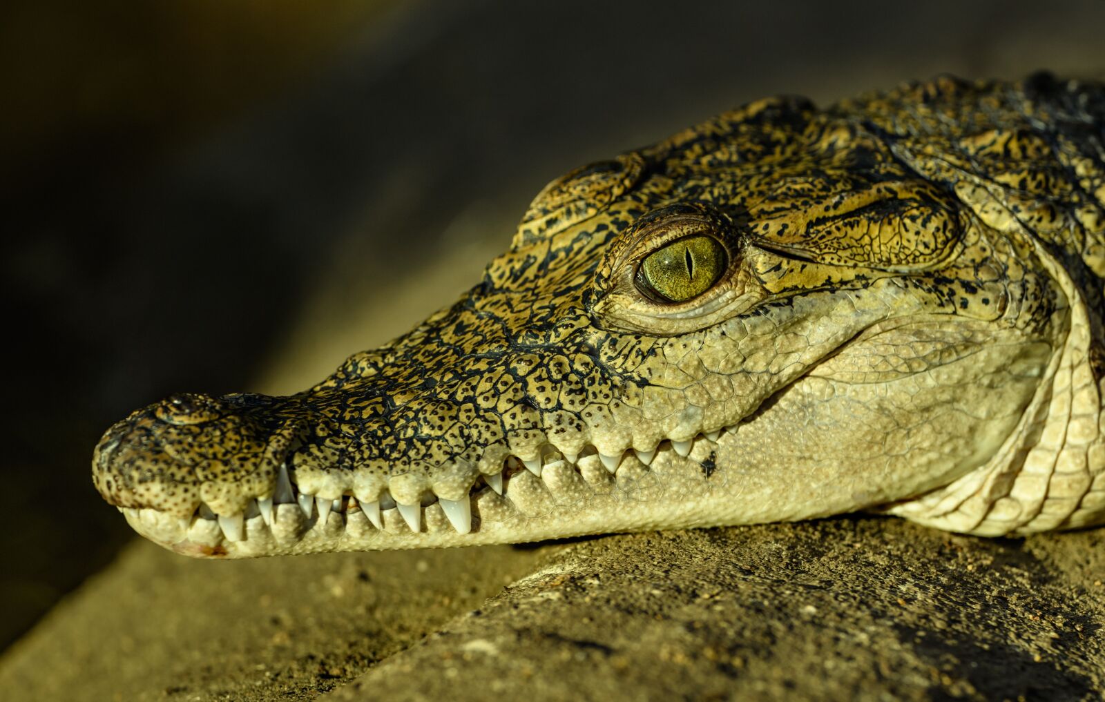 Nikon D850 sample photo. Crocodile, portrait, head photography