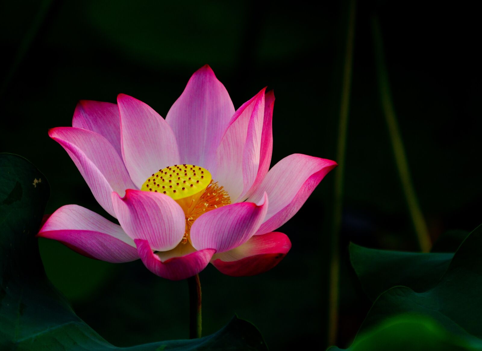 Sony a6300 sample photo. Flower, lotus, pink photography