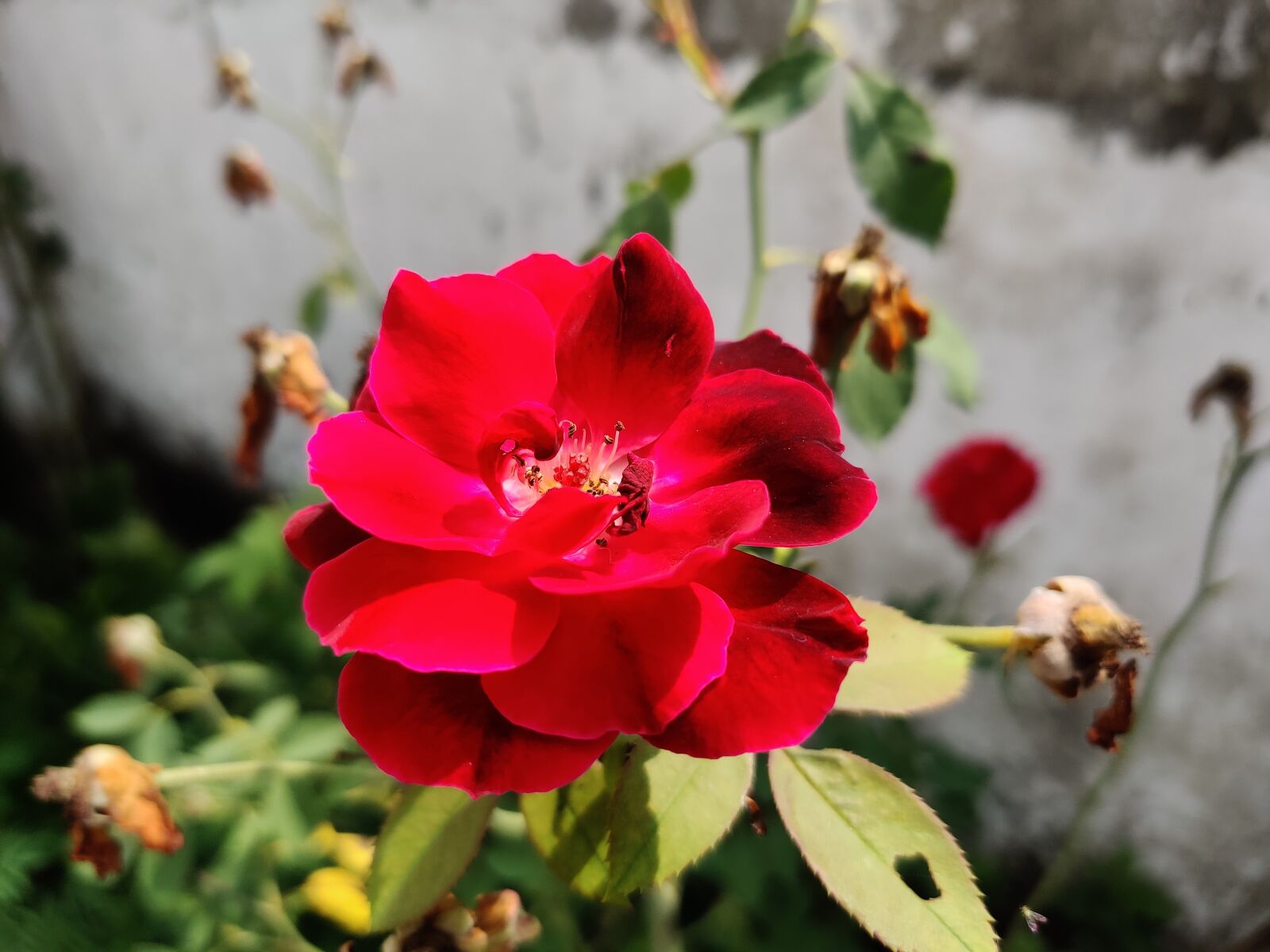 OnePlus HD1901 sample photo. Rose, pink rose, flowers photography