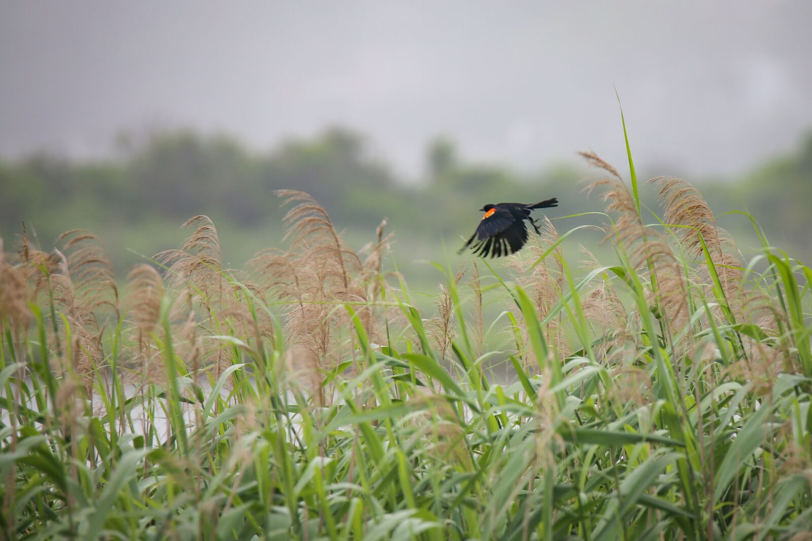 Canon EOS 6D + Tamron SP 150-600mm F5-6.3 Di VC USD sample photo. Red winged blackbird, bird photography