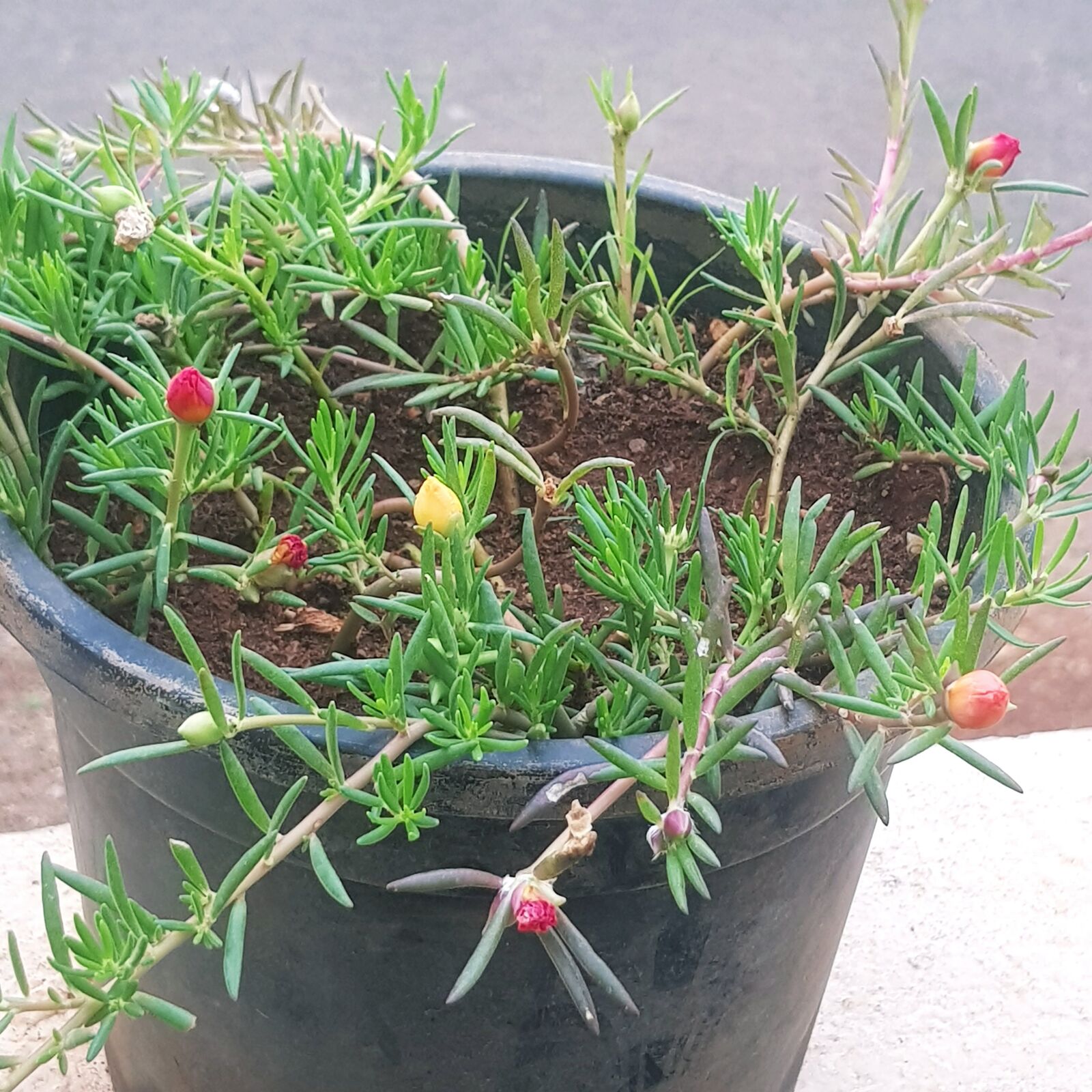 Samsung Galaxy S8+ sample photo. Moss rose, morning bliss photography