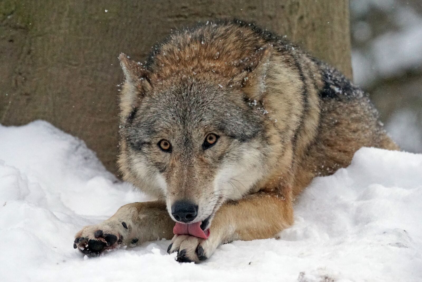 Sony 70-400mm F4-5.6 G SSM sample photo. Wolf, mongolian wolf, predator photography