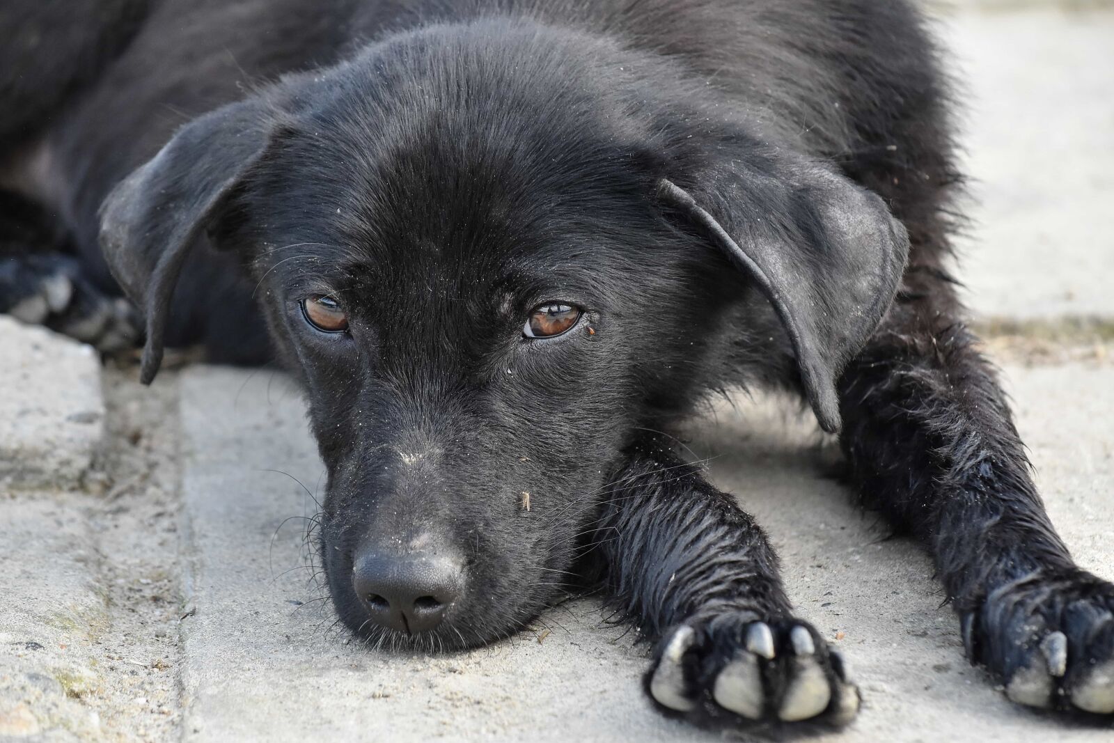 Nikon D5500 sample photo. Adorable, black, dog, pavement photography