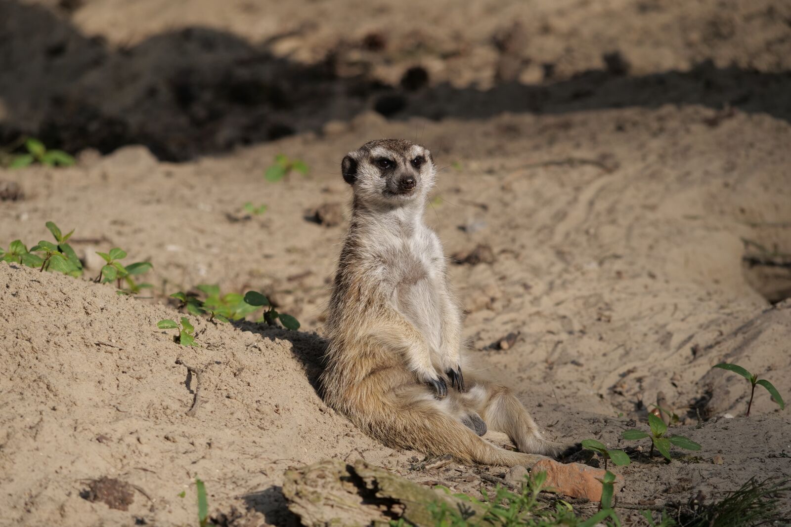 Panasonic Lumix DC-G9 sample photo. Nature, animal world, mammal photography