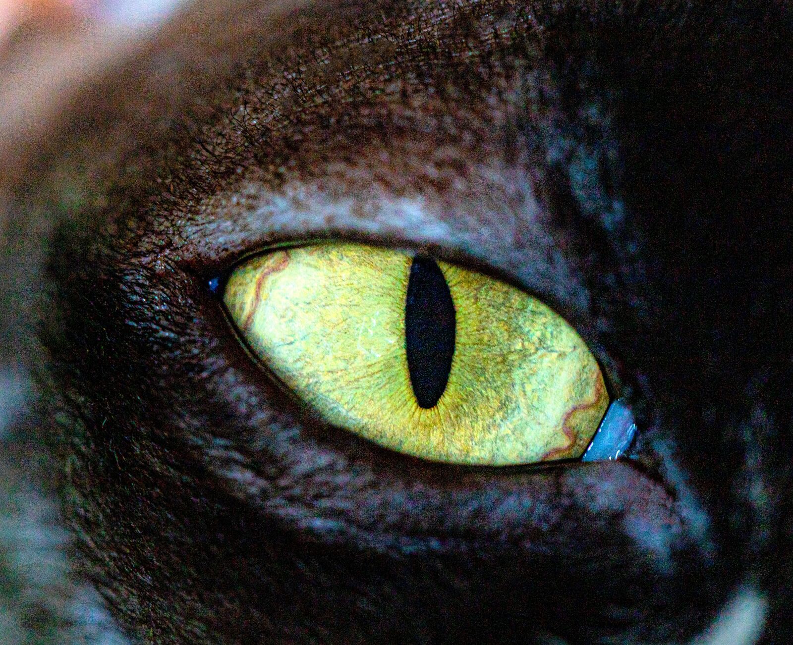 Canon EF 100mm F2.8L Macro IS USM sample photo. Cat, eyes, animals photography