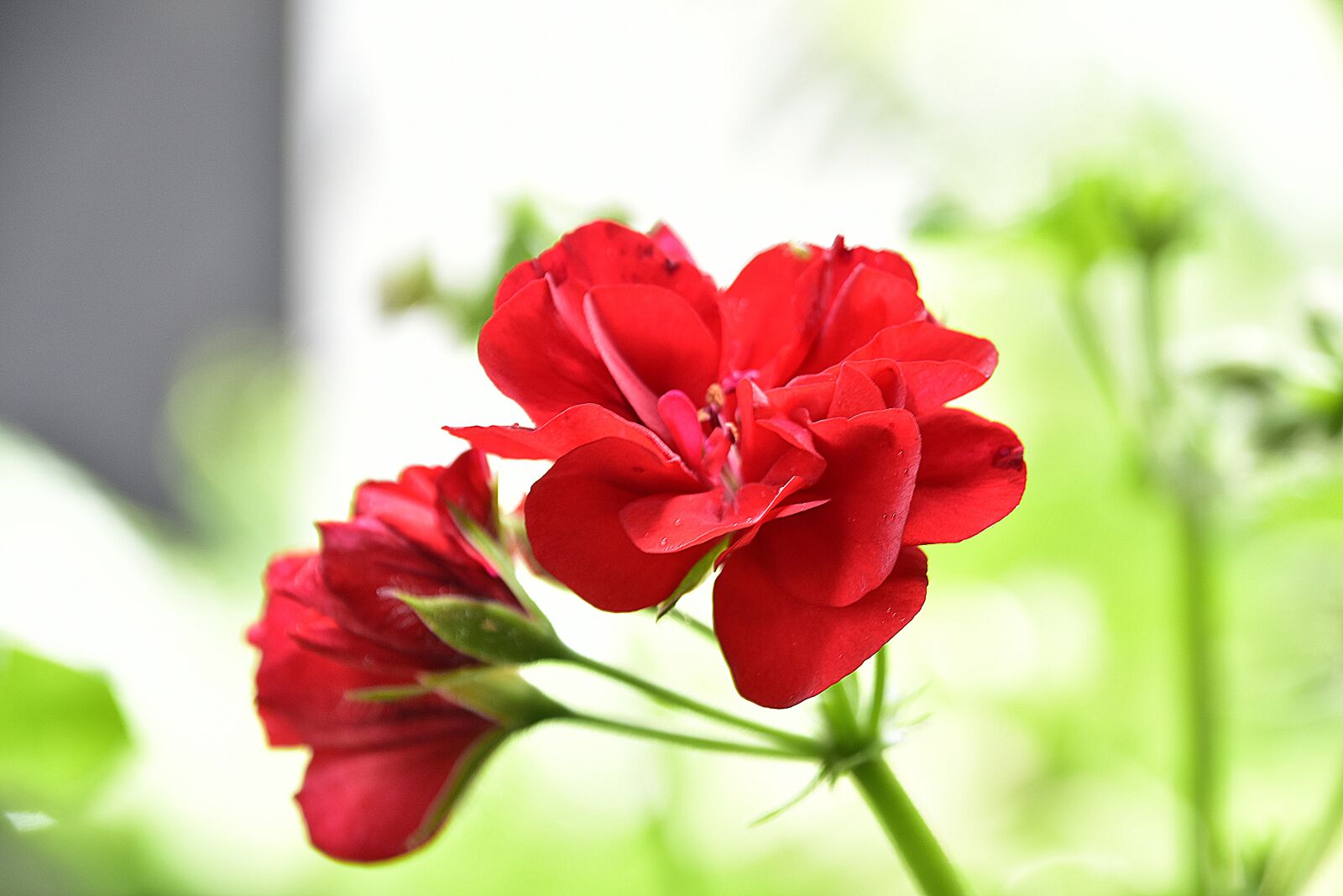 Nikon D7200 sample photo. Flower, nature, spring photography
