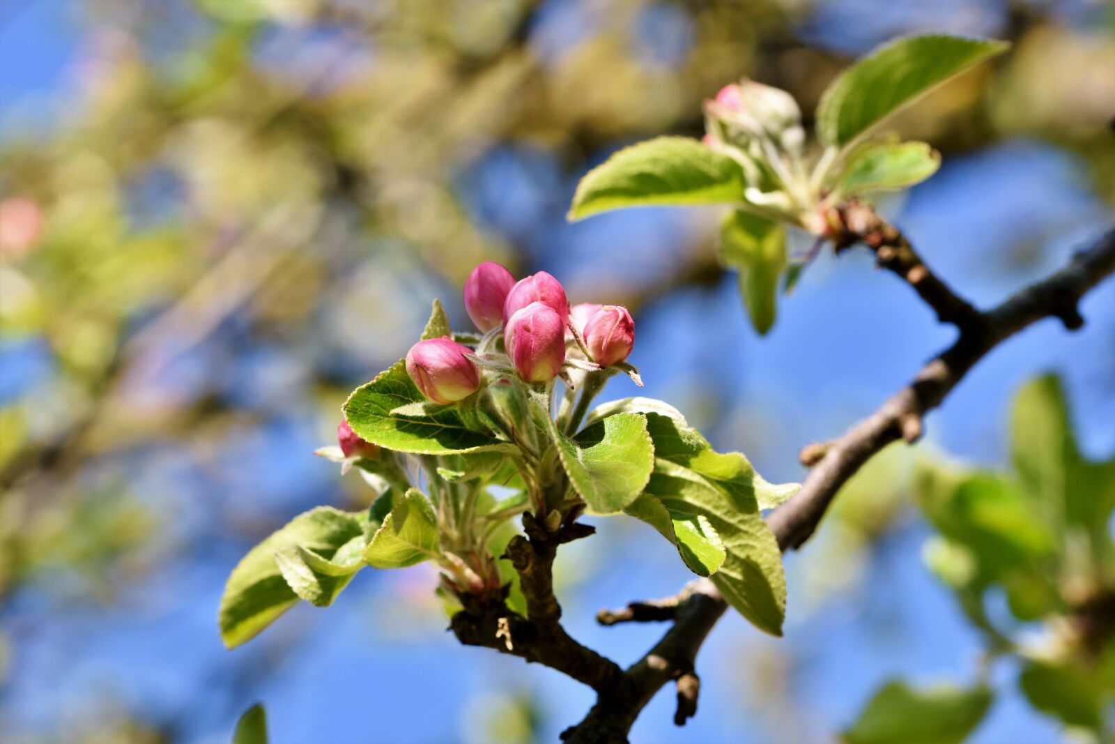 Nikon D7200 sample photo. Apple blossoms, apple tree photography