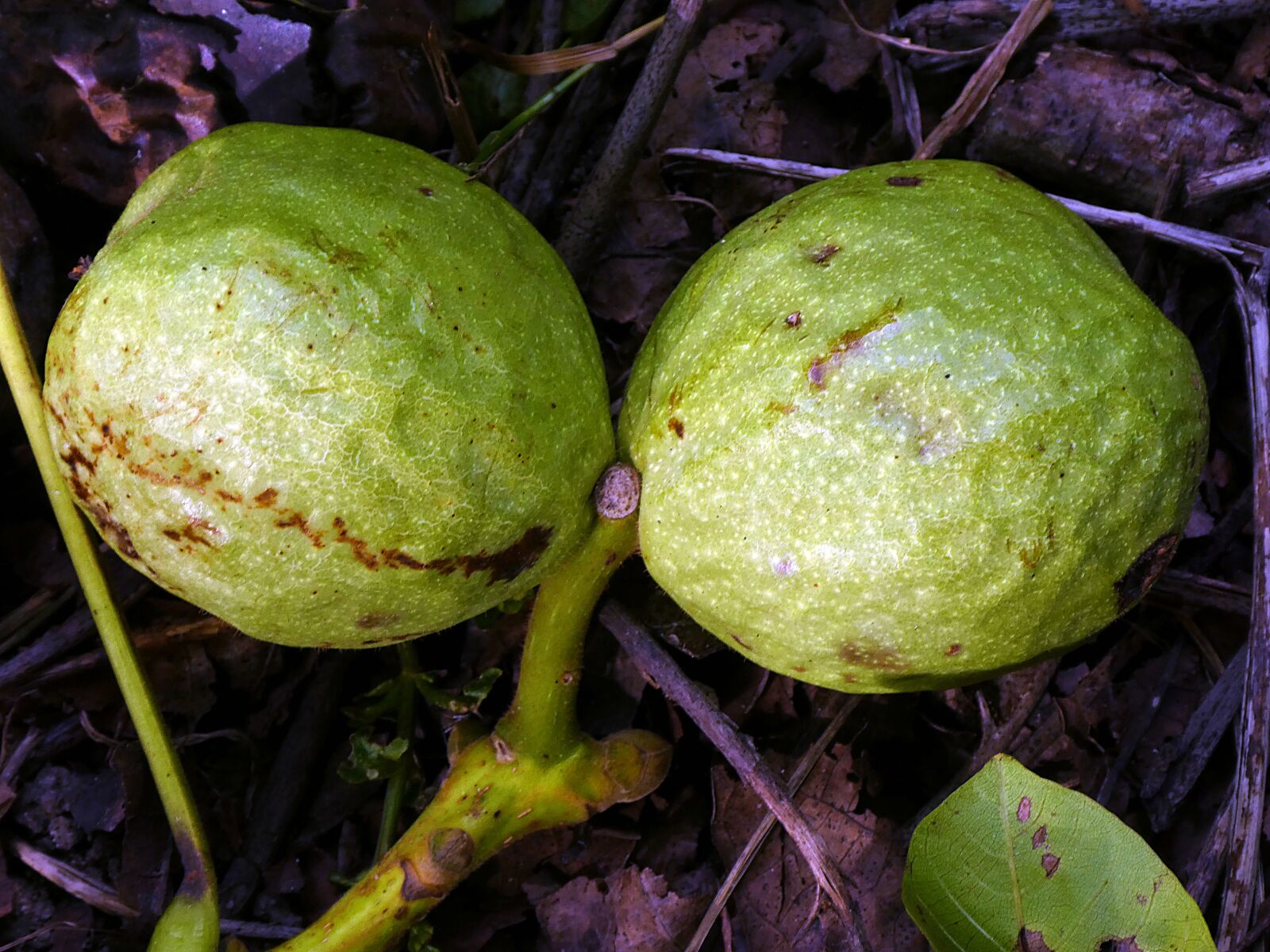 Panasonic DMC-TZ81 sample photo. Nuts, fruit, nature photography
