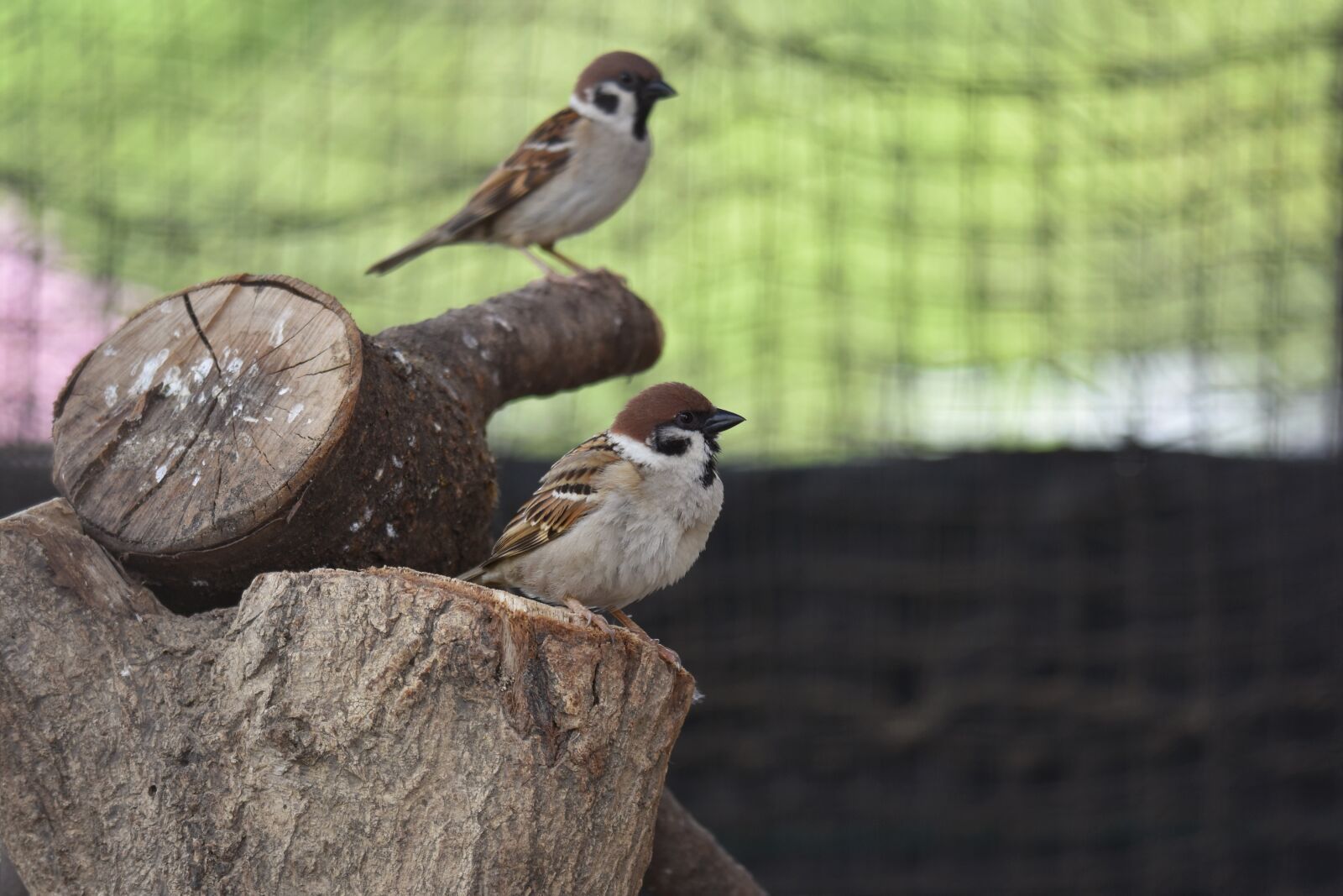 Nikon D7200 sample photo. Animal, bird, wild birds photography