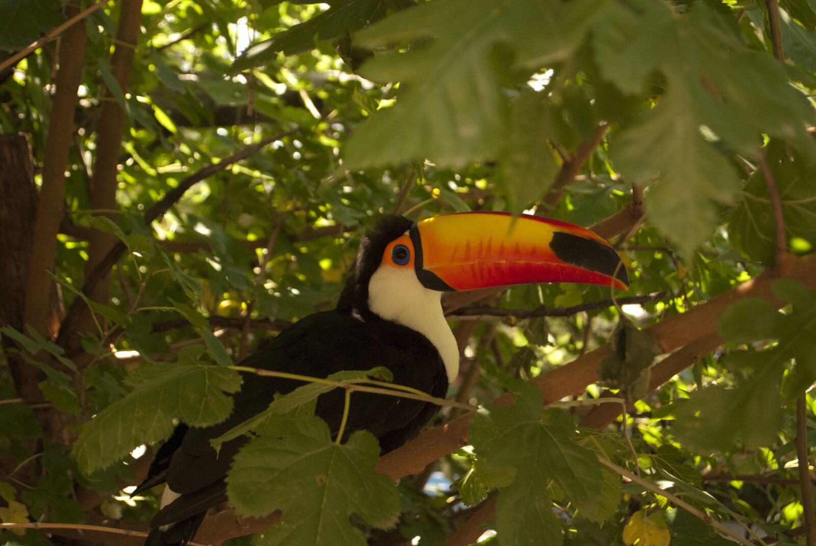 Nikon D80 sample photo. Animal, toucan, nature photography