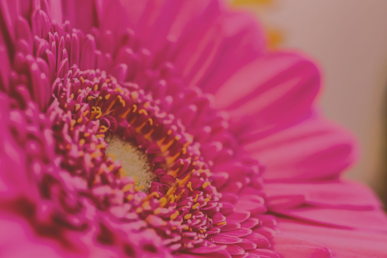 Canon EF-S 35mm F2.8 Macro IS STM sample photo. Pink, flower, close up photography