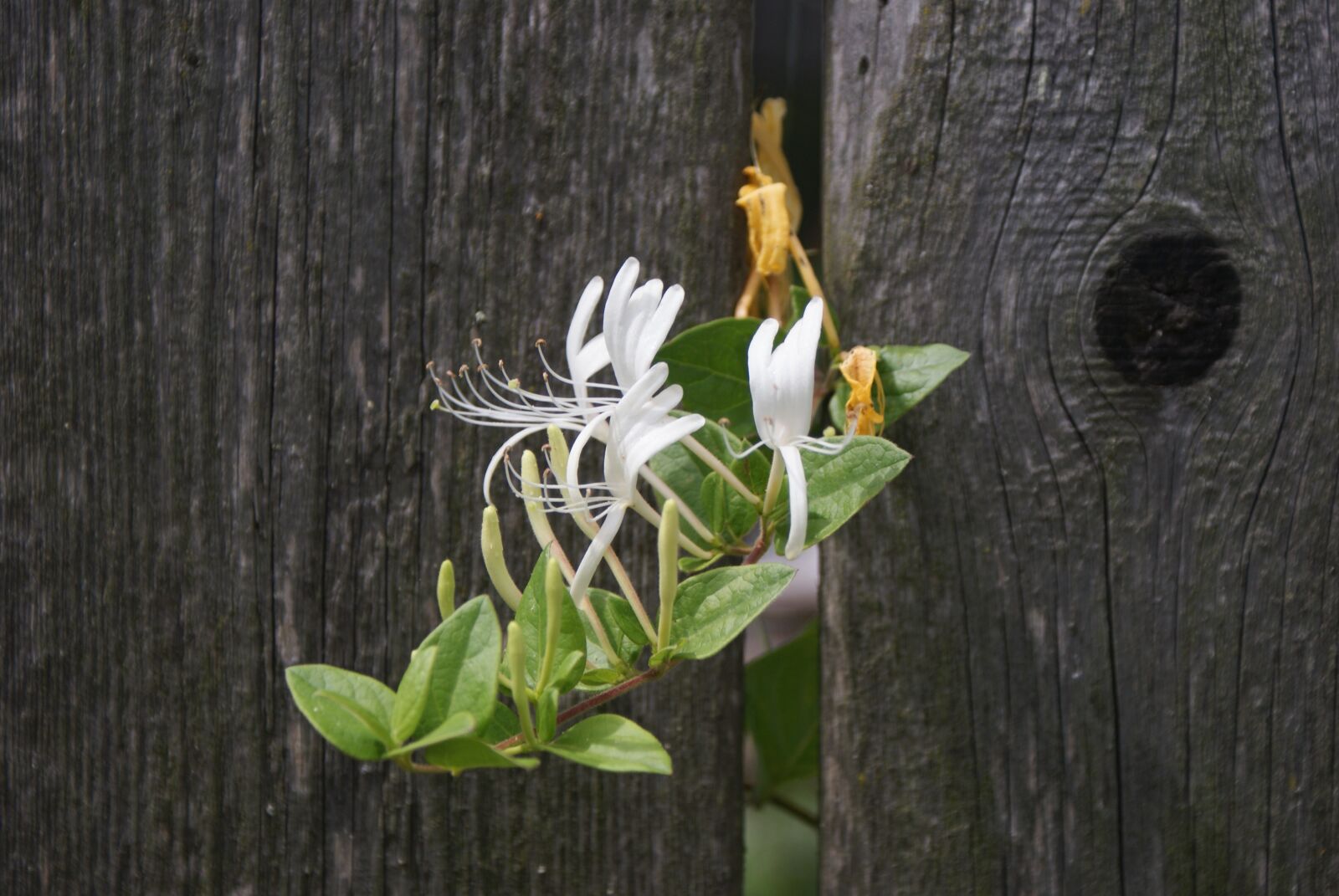Sony Alpha DSLR-A200 sample photo. Supplies, flower, courage photography