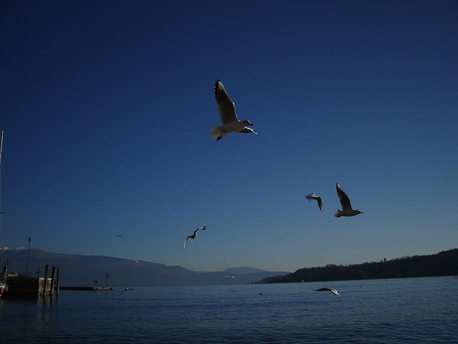 Sony DSC-L1 sample photo. Bird, blue, sky, lake photography