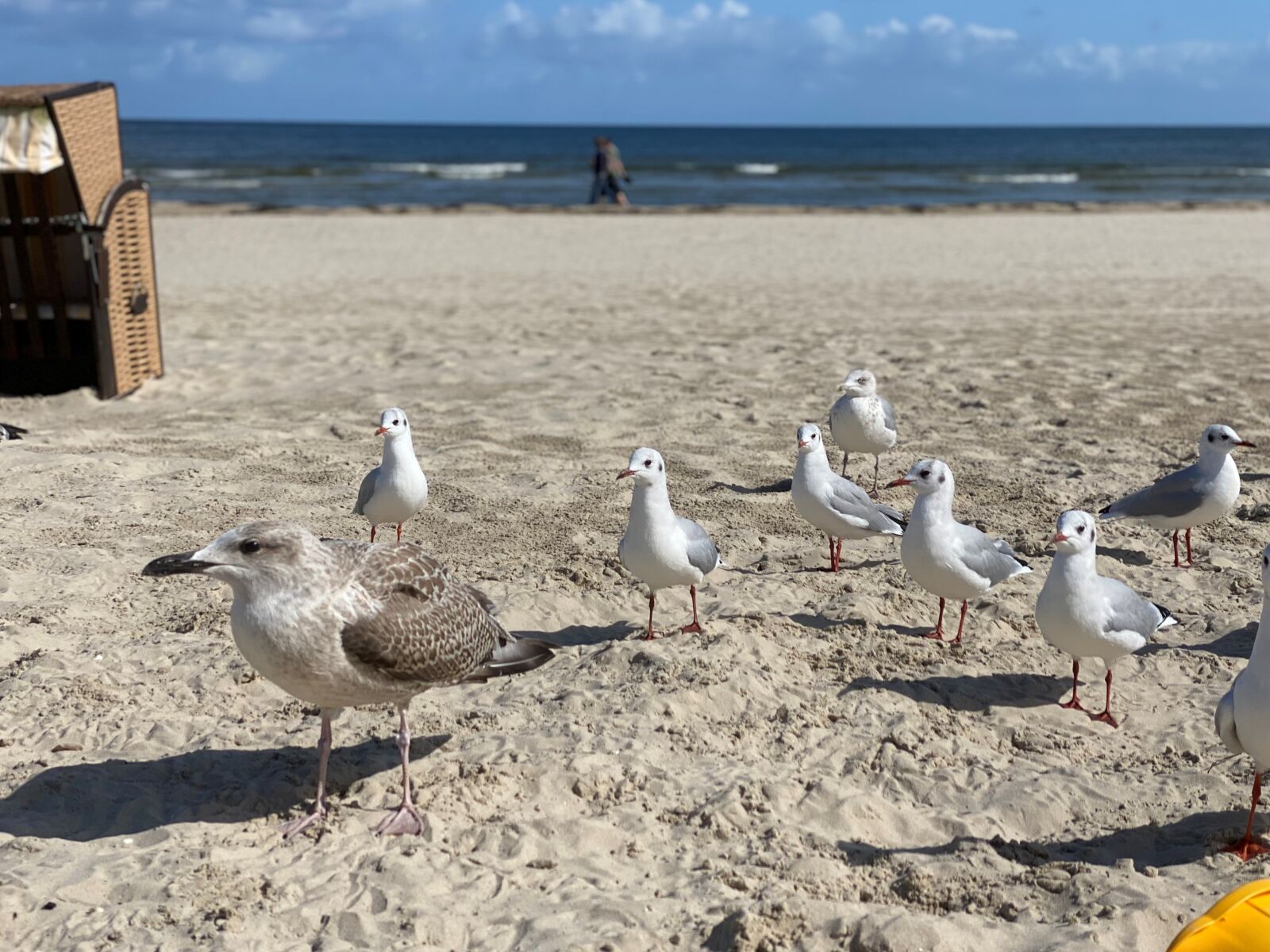 Apple iPhone 11 Pro sample photo. Birds, gulls, seagull photography