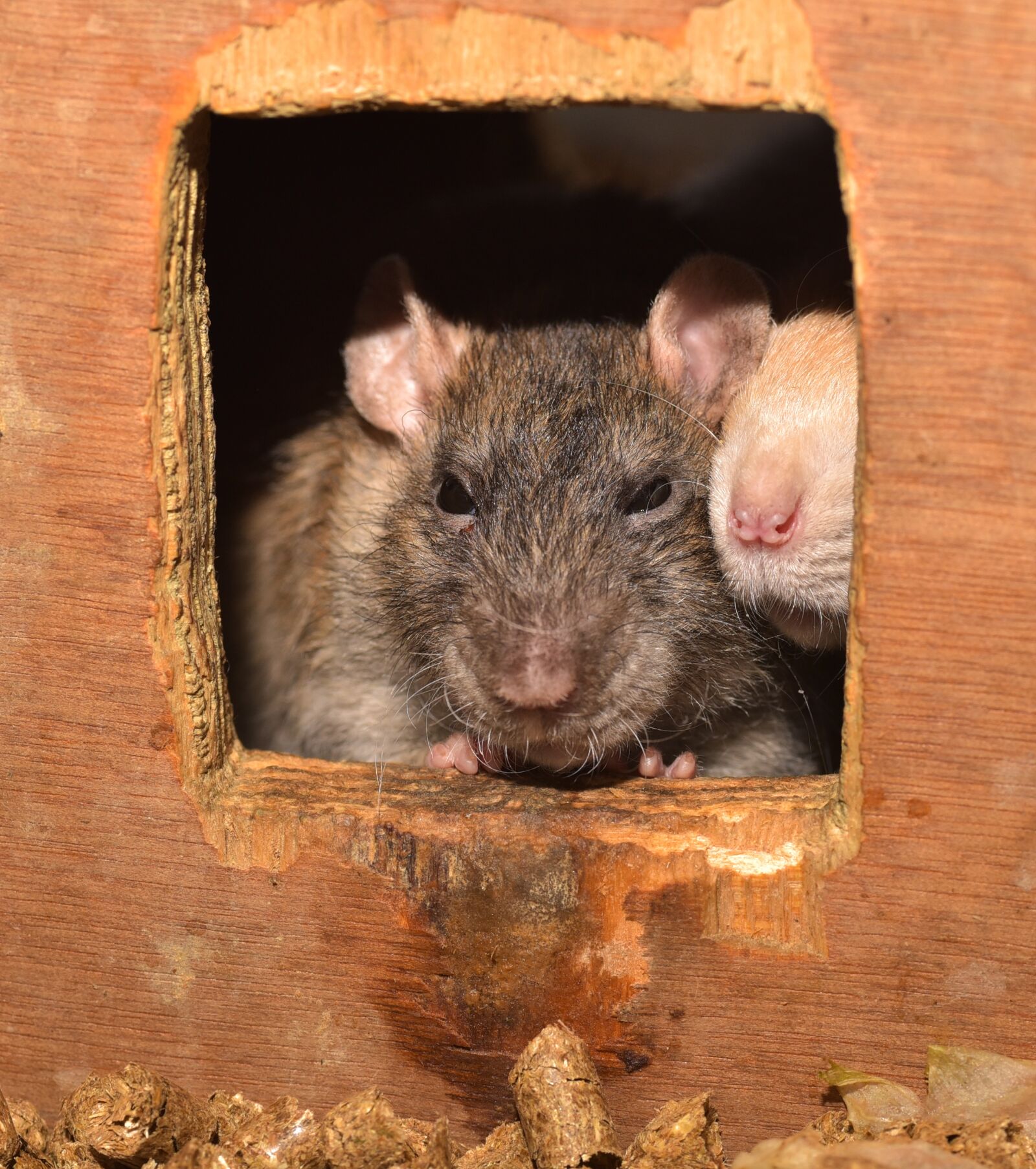 Nikon D750 sample photo. Rat, rodent, animal photography