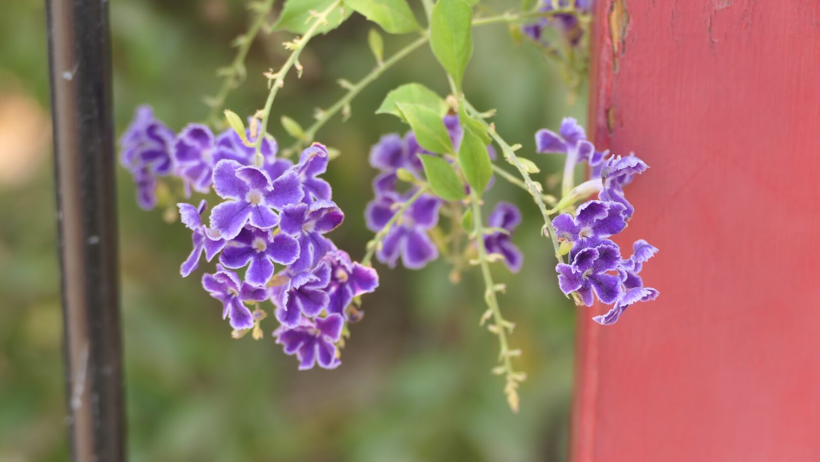 Panasonic DC-FZ10002 sample photo. Summer, purple, flowers photography