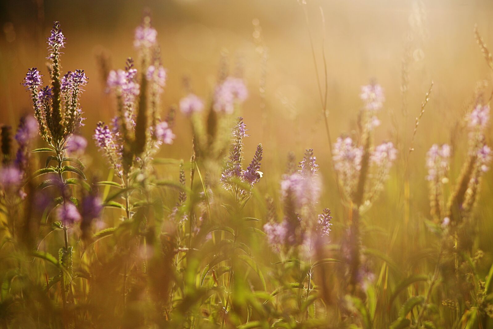 Canon EOS 5D sample photo. Sunset, summer, field photography