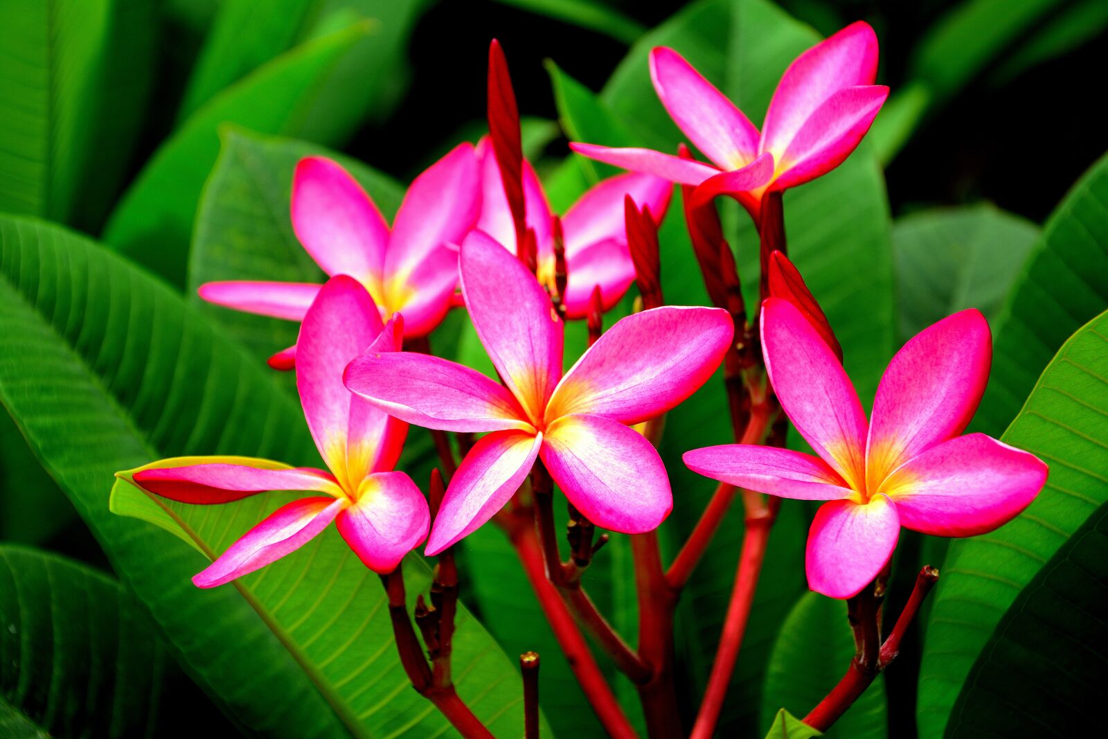 Nikon D5200 sample photo. Flower, pink, close up photography