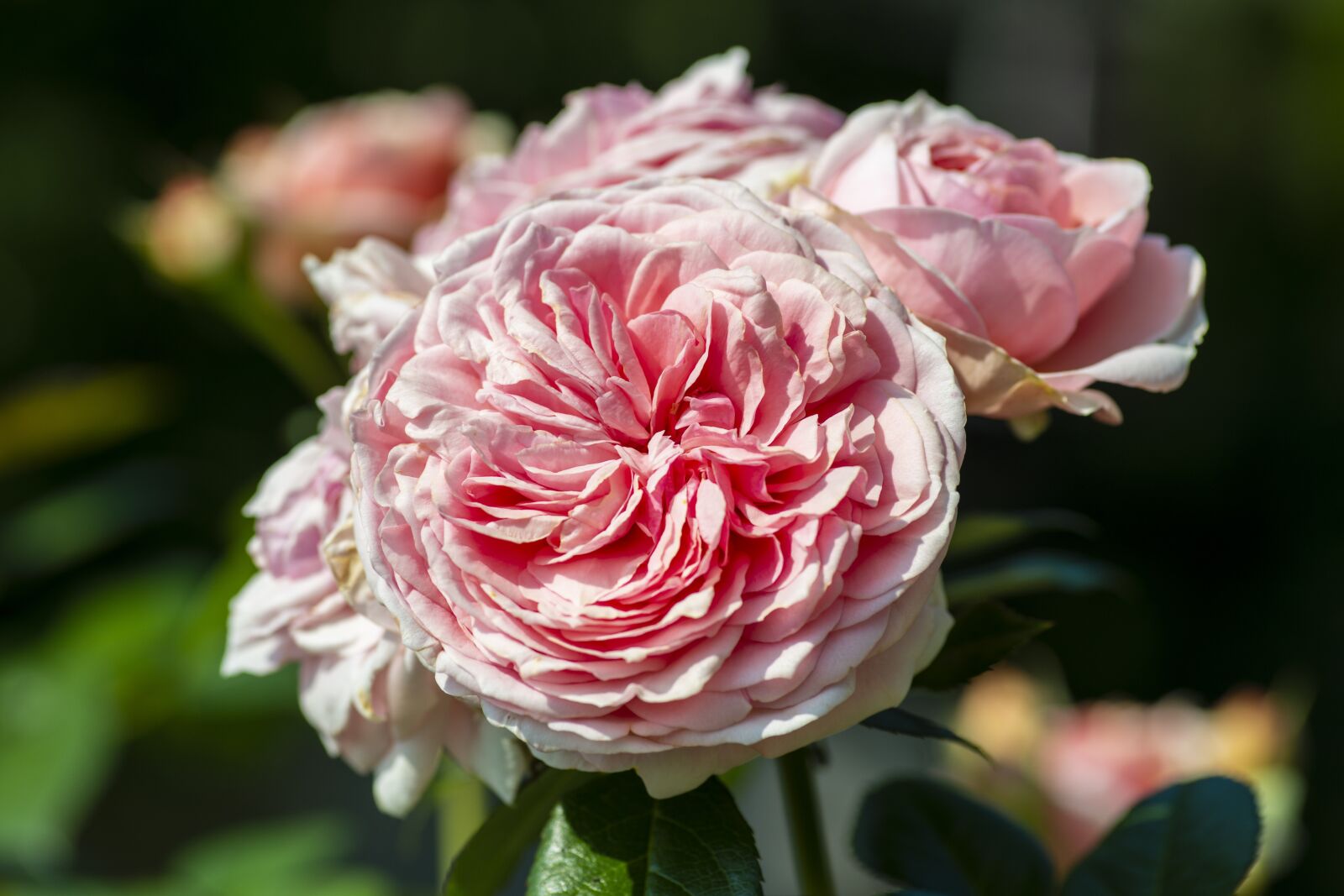 Nikon D800E sample photo. Rose, form, flower photography