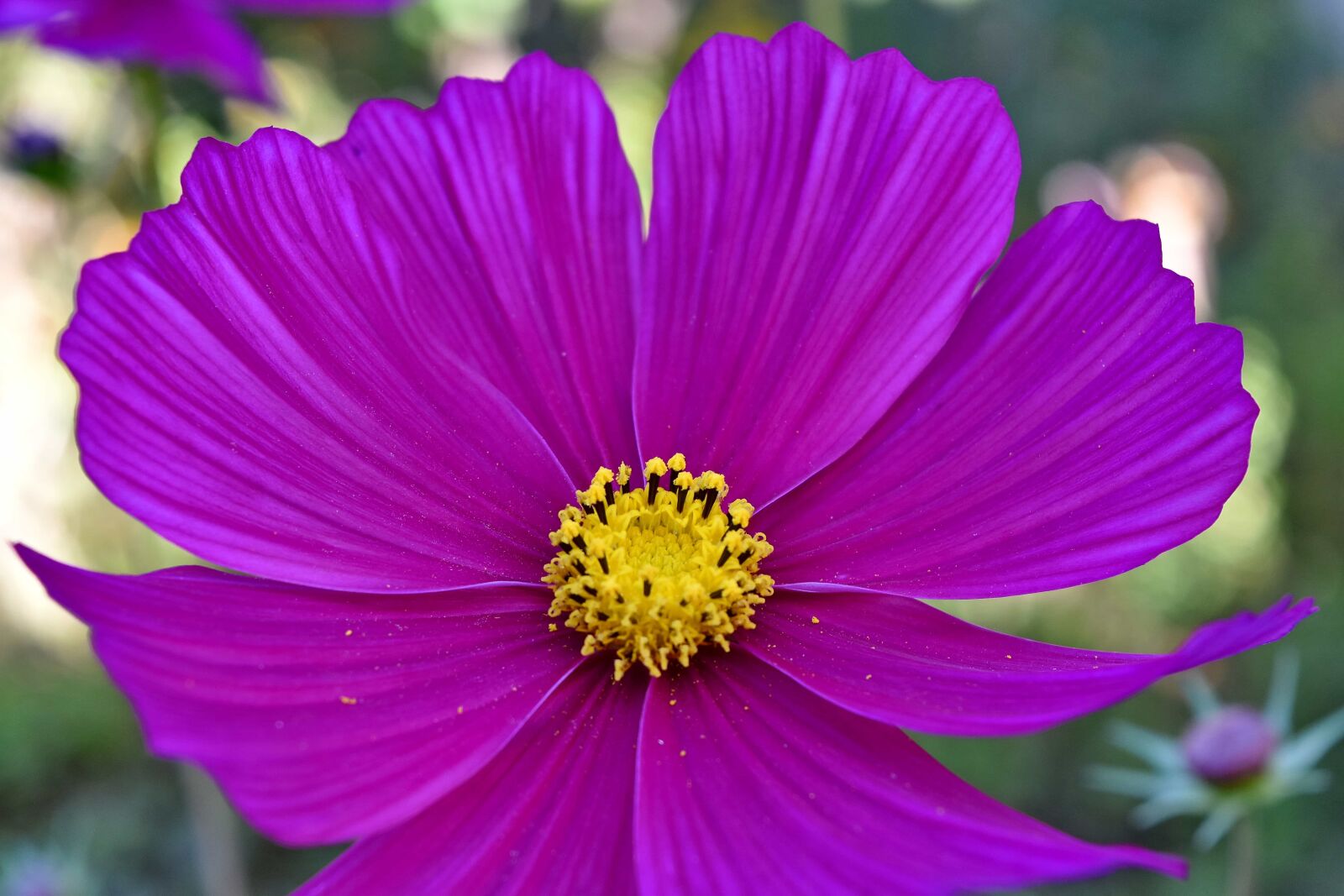 Nikon D5500 sample photo. Beautiful flowers, beautiful photo photography