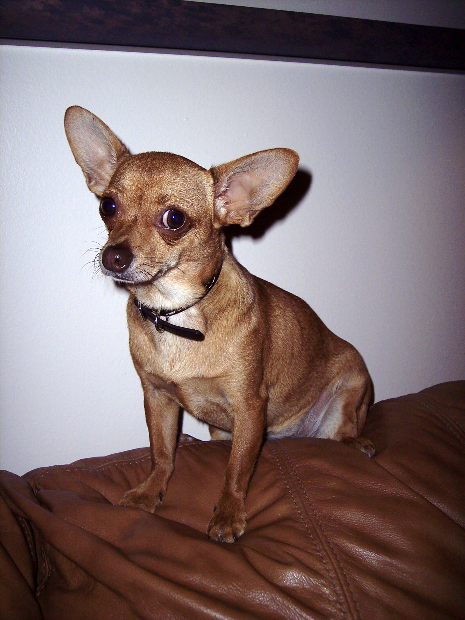 Kodak DX7630 ZOOM DIGITAL CAMERA sample photo. Chihuahua, dog photography
