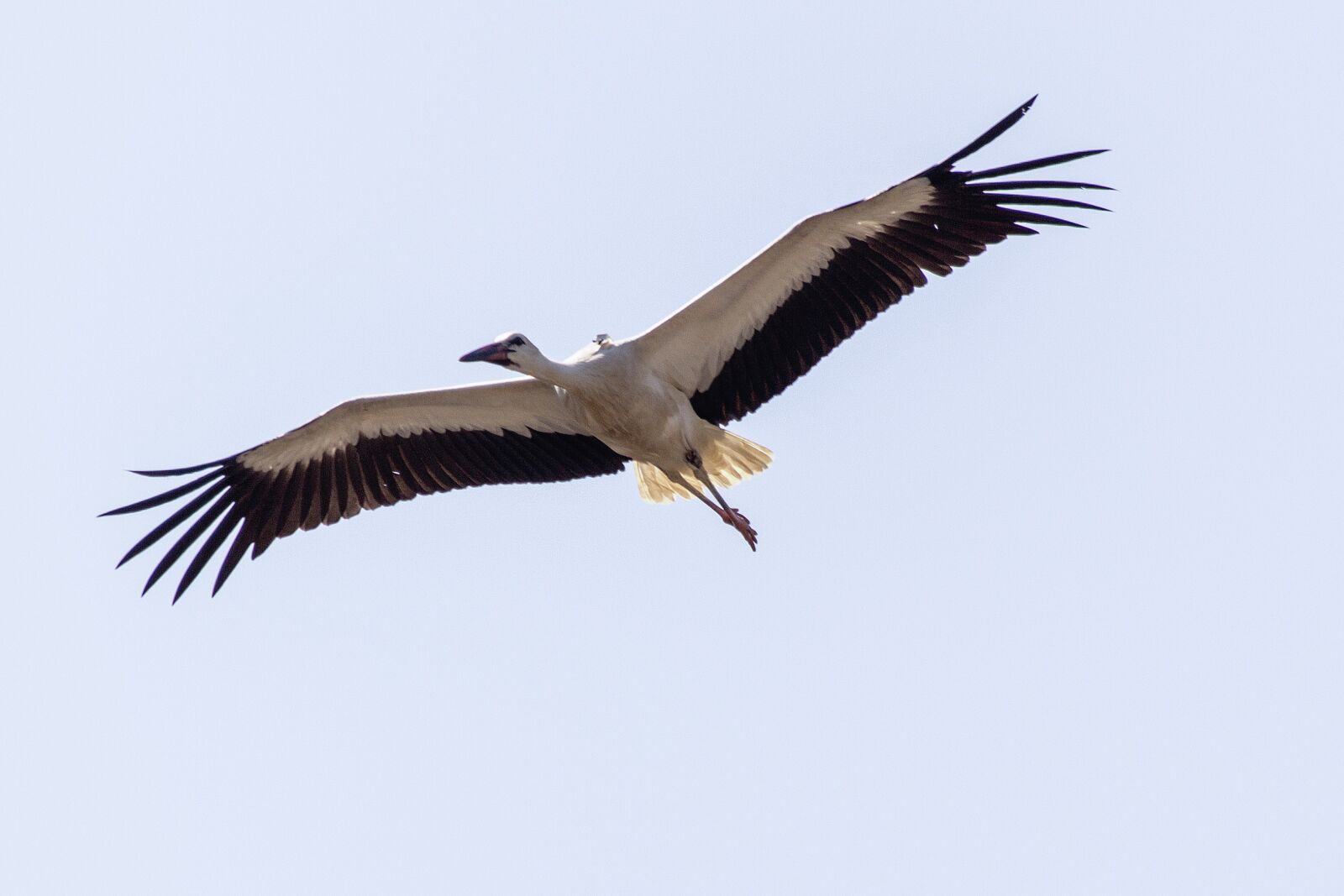 Canon EOS 60D + Canon EF 70-300mm F4-5.6 IS USM sample photo. Bird, air, flying photography