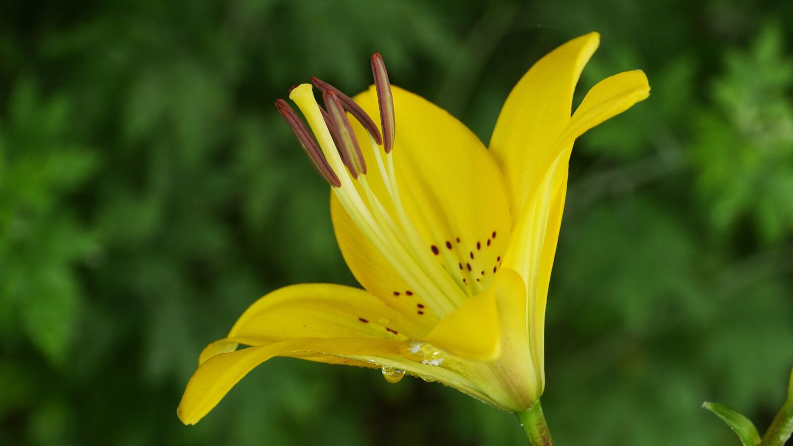 Panasonic Lumix DMC-GH3 sample photo. Yellow, flowers, summer photography