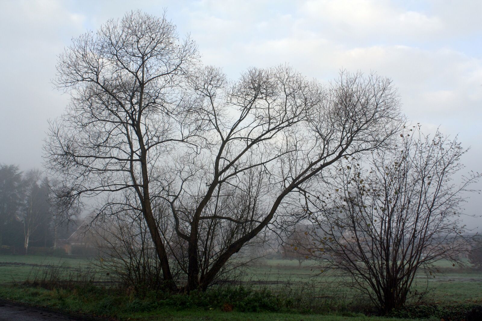 Canon EOS 1000D (EOS Digital Rebel XS / EOS Kiss F) sample photo. Fog, moor, teufelsmoor photography