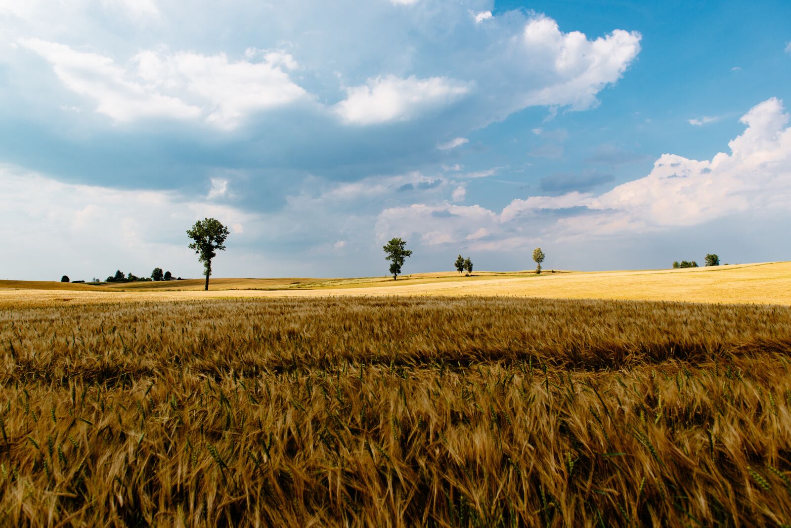Nikon D610 sample photo. Clouds, field, grass photography