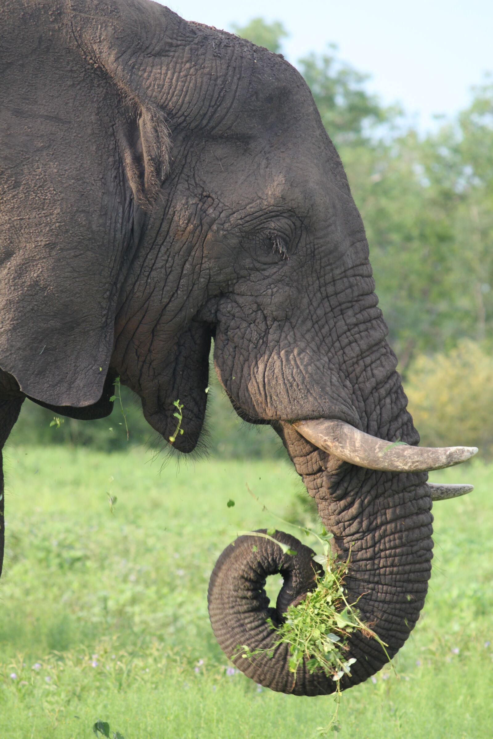 Canon EOS 500D (EOS Rebel T1i / EOS Kiss X3) sample photo. Elephant, africa, wildlife photography