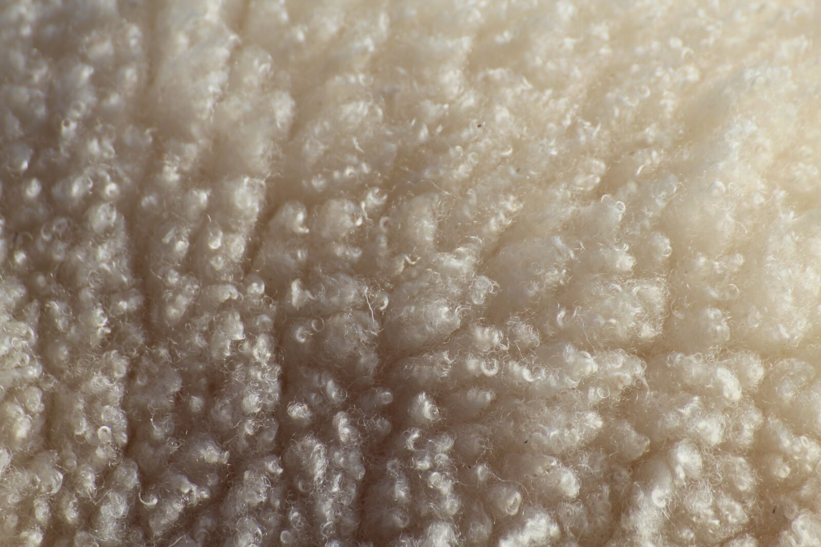 Canon EOS 600D (Rebel EOS T3i / EOS Kiss X5) sample photo. Sheep, wool, livestock photography