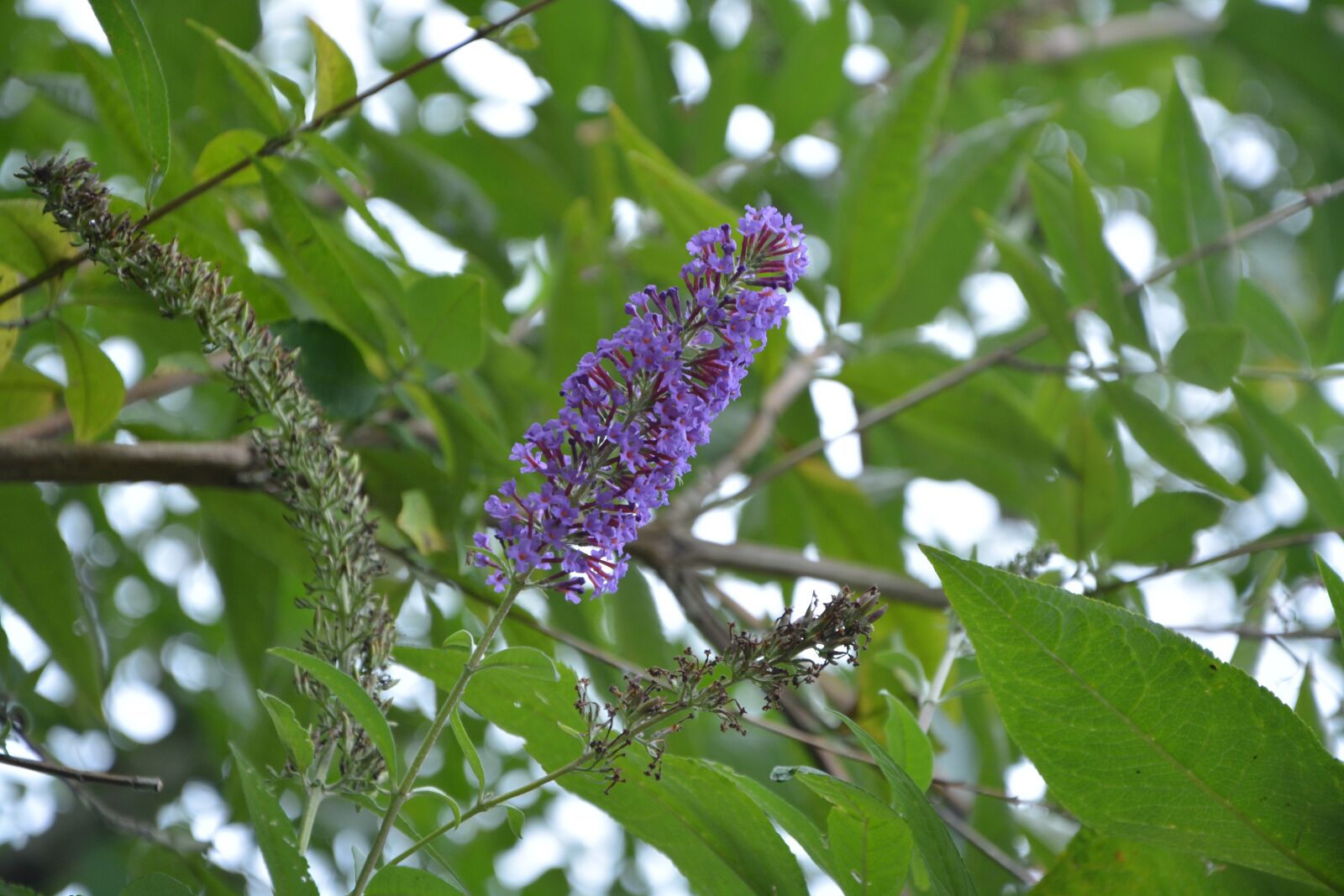 Nikon D5200 sample photo. Shrub, buddleia, tree butterfly photography