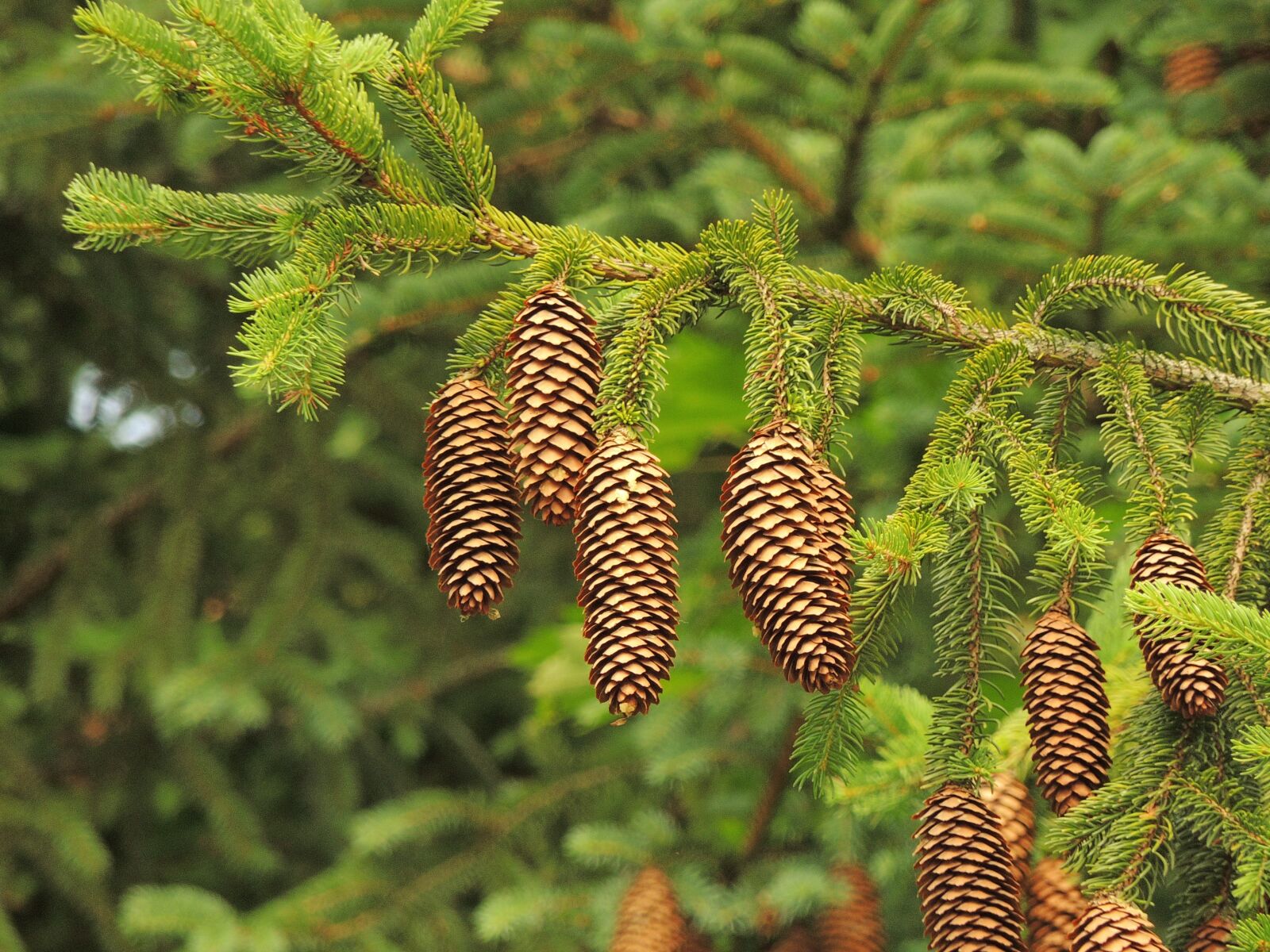 Nikon Coolpix P510 sample photo. Cone, tree, needles photography