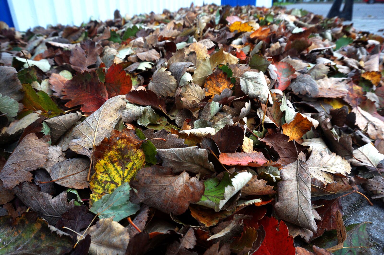 Sony Alpha NEX-3N sample photo. Leaves, collection, bag photography