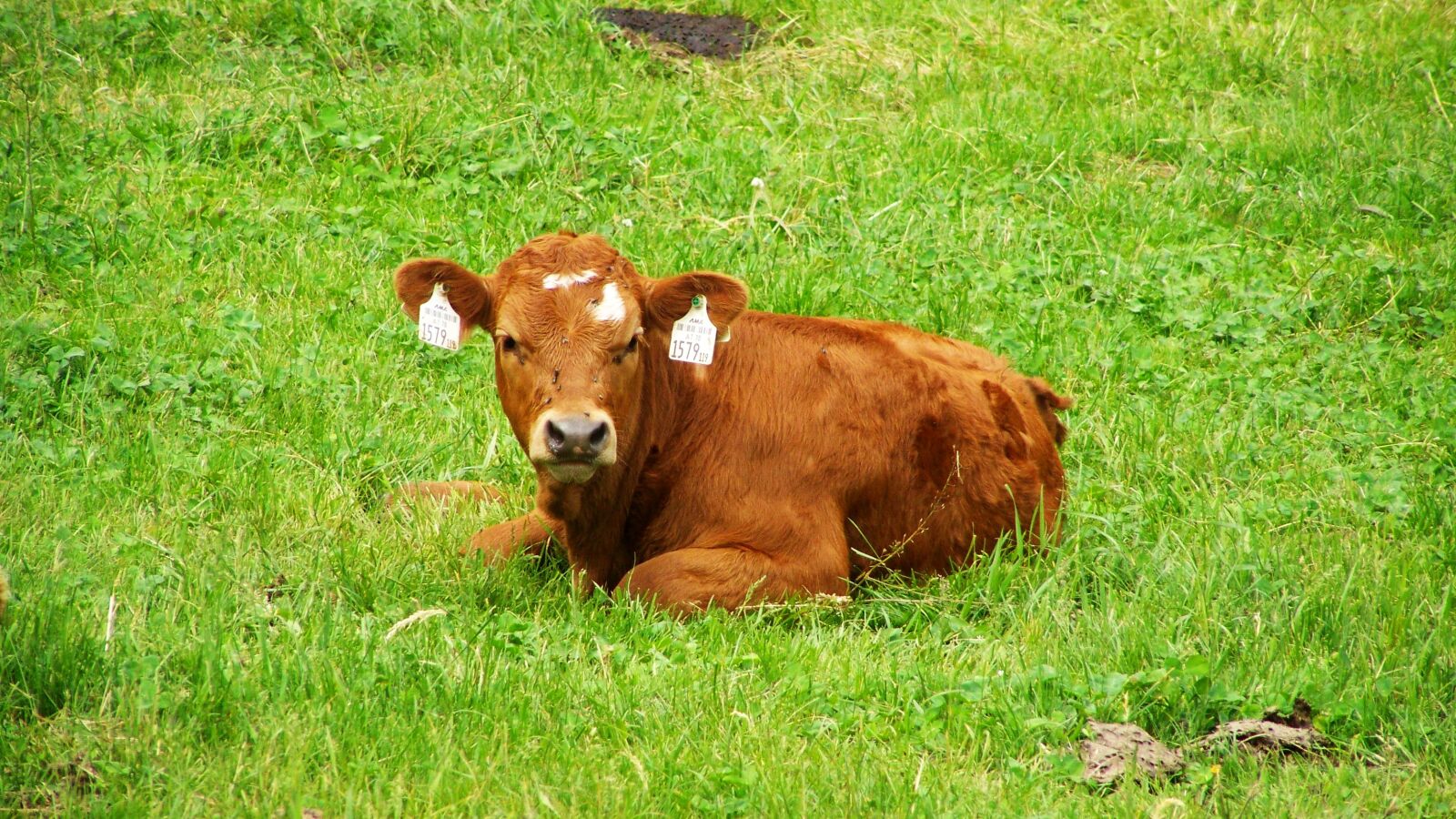 Kodak EASYSHARE ZD710 ZOOM DIGITAL CAMERA sample photo. Brown cow, pet sitting photography