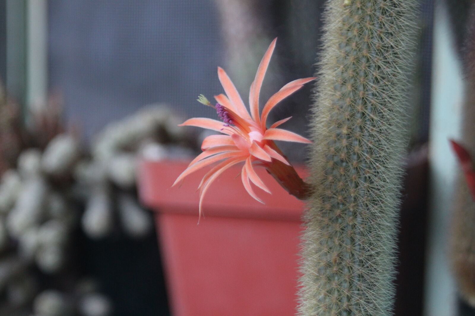 Canon EF 35-80mm F4.0-5.6 III sample photo. Flower, cactus, green photography