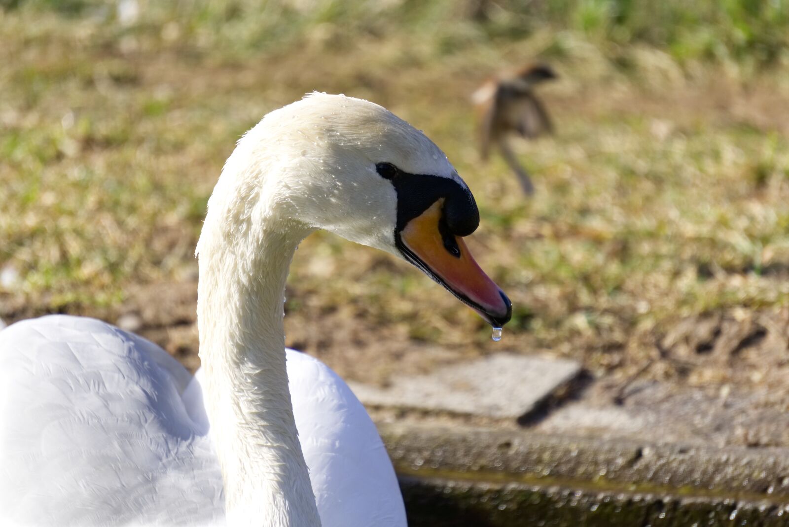 Sony a6000 sample photo. Bird, swan, animal world photography