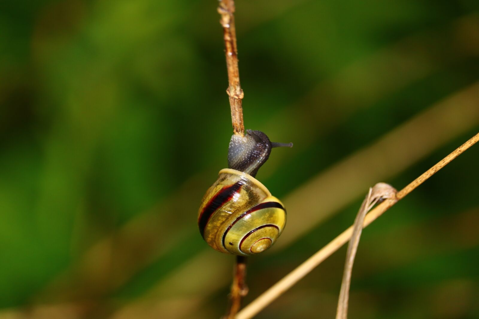 Canon EOS 750D (EOS Rebel T6i / EOS Kiss X8i) sample photo. Snail, blade of grass photography