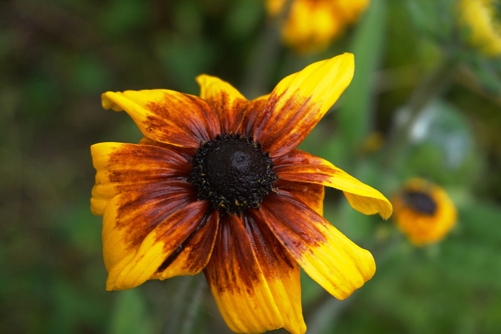 Sony a6000 sample photo. Botanique, fleur, flore, jaune photography