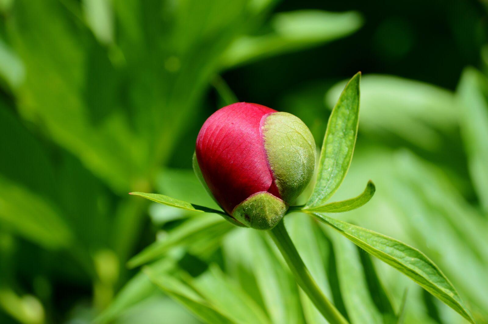 Nikon D3200 sample photo. Peony, flower, bud photography