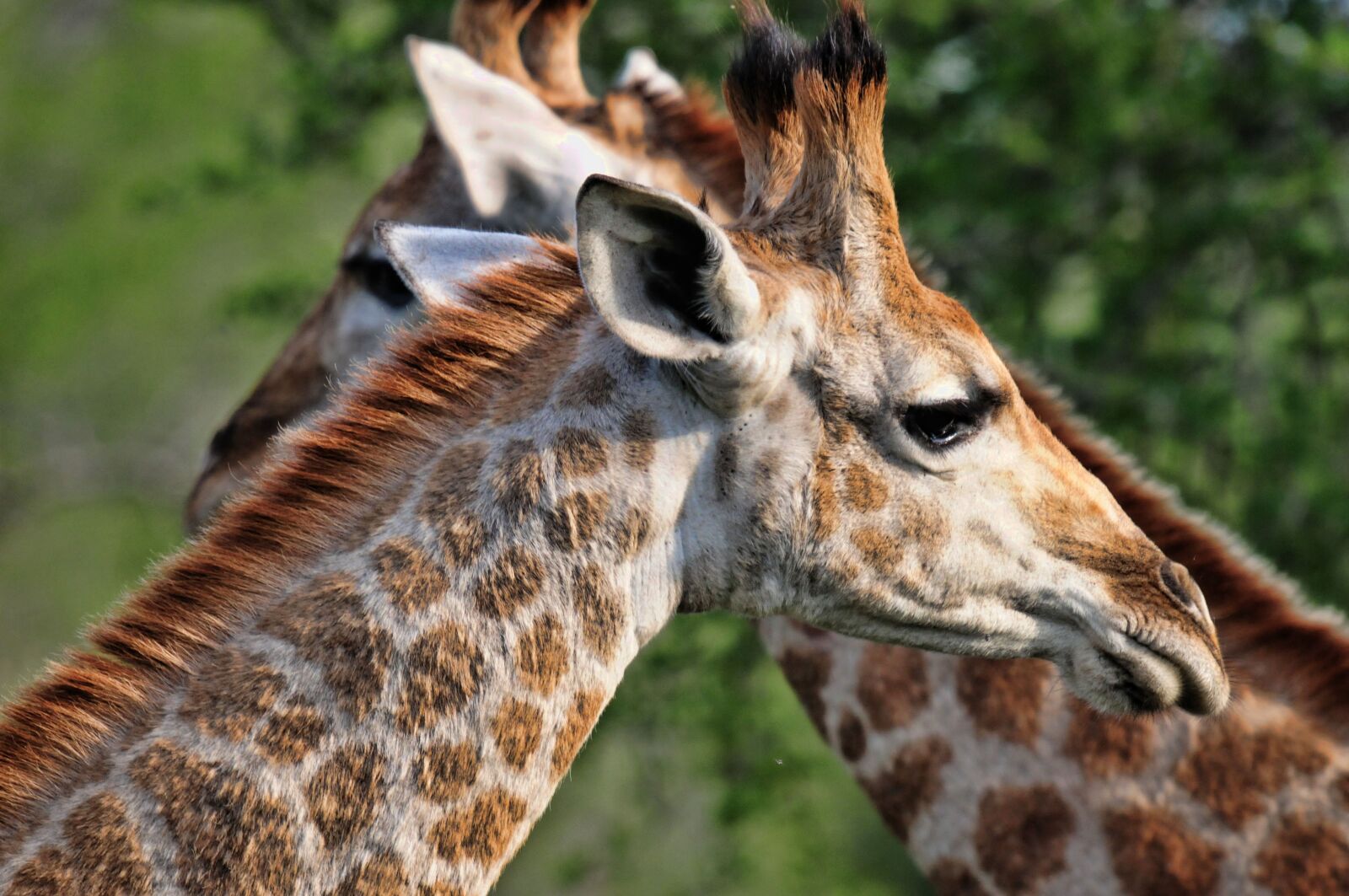 Nikon D300 sample photo. South africa, giraffe, nature photography