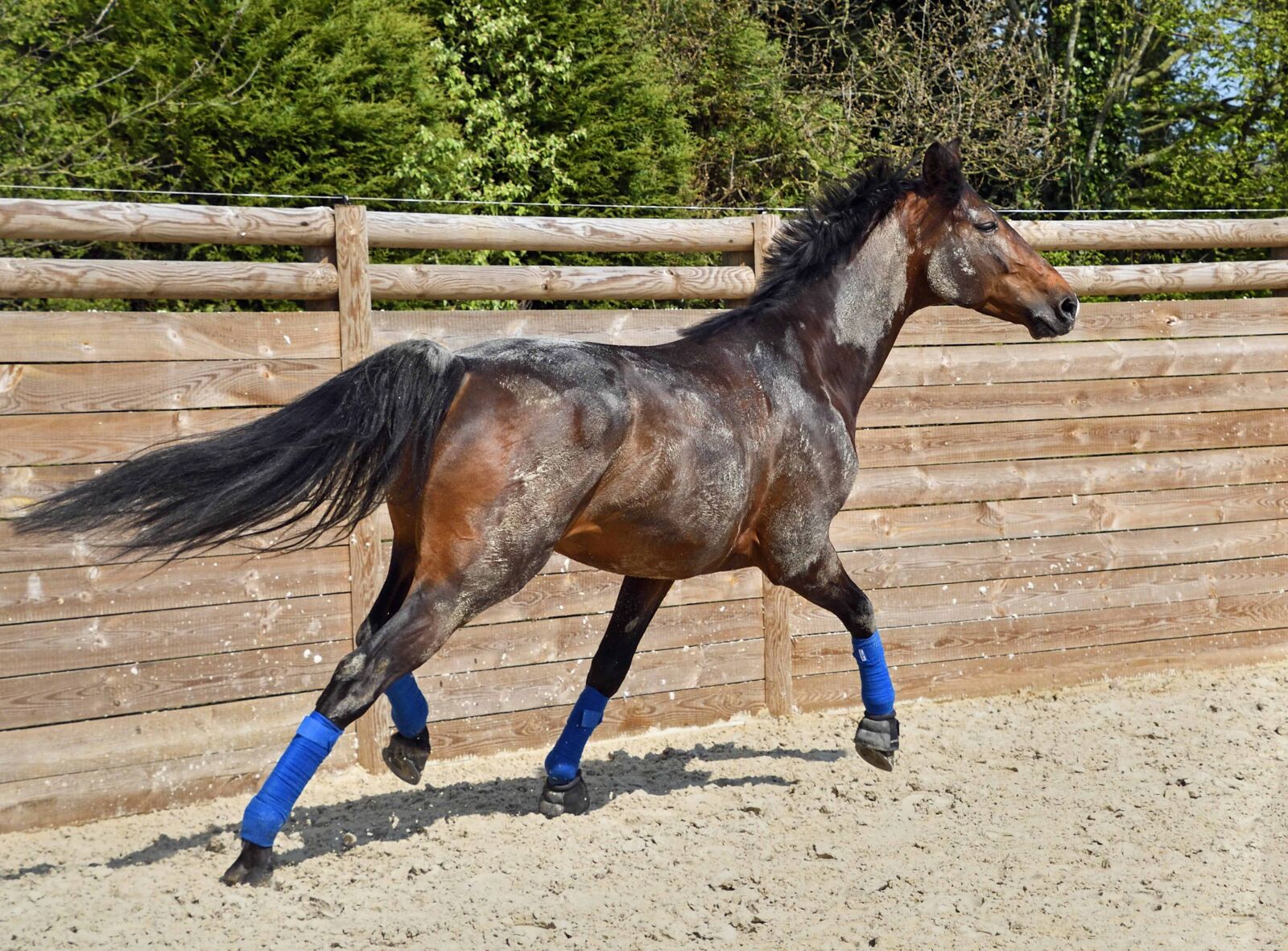 Nikon D500 sample photo. Cavalry, animal, horse, outdoor photography