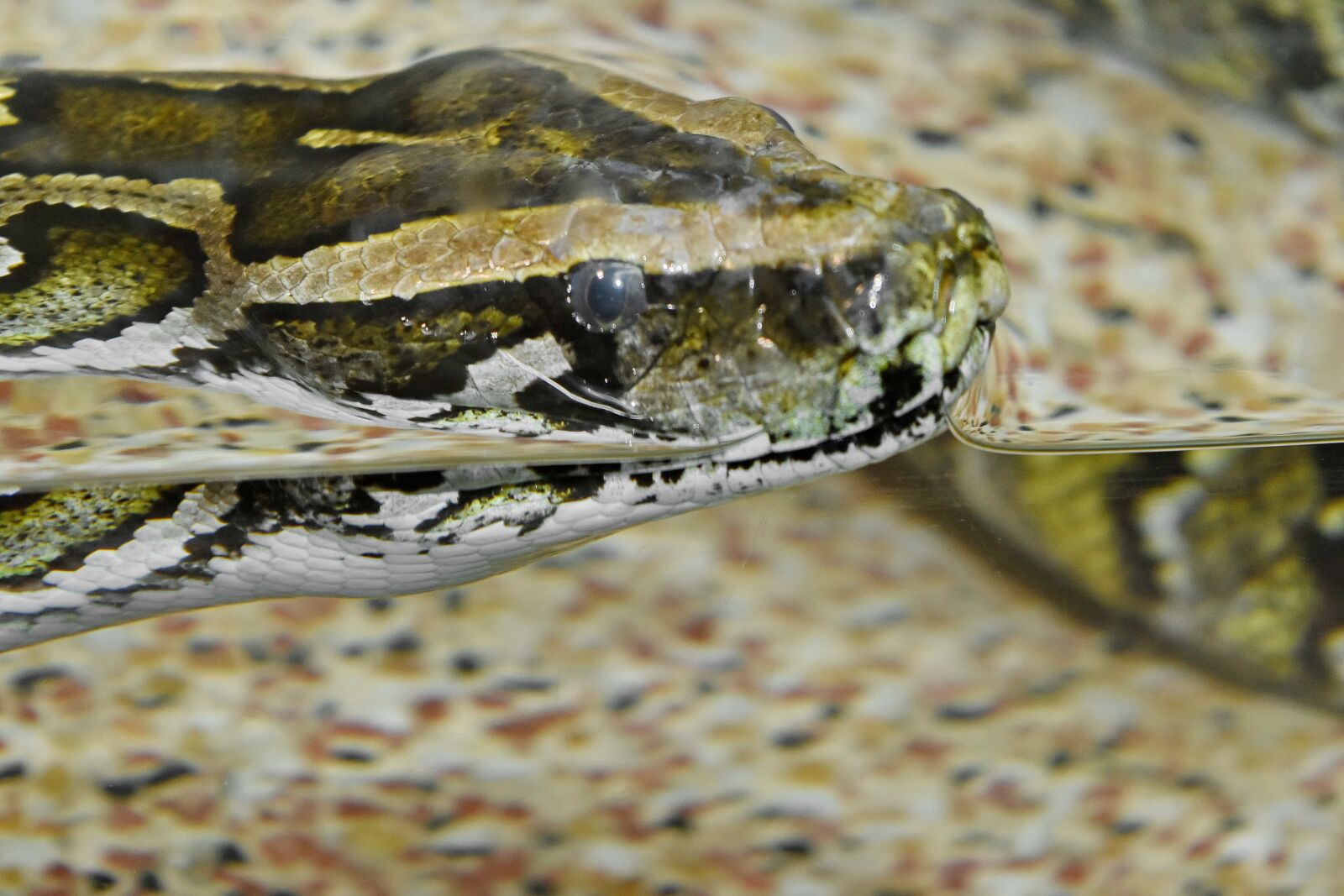 Nikon D5500 sample photo. Nature, water snake, reptile photography