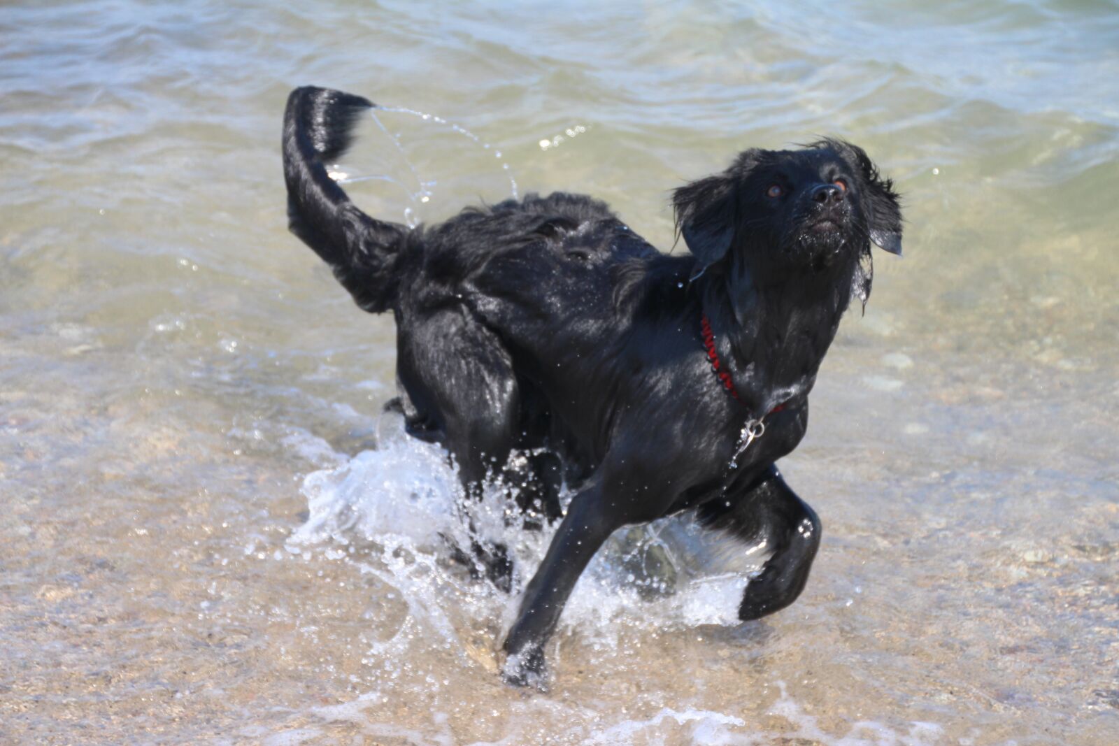 Canon EOS 700D (EOS Rebel T5i / EOS Kiss X7i) sample photo. Dog in the water photography
