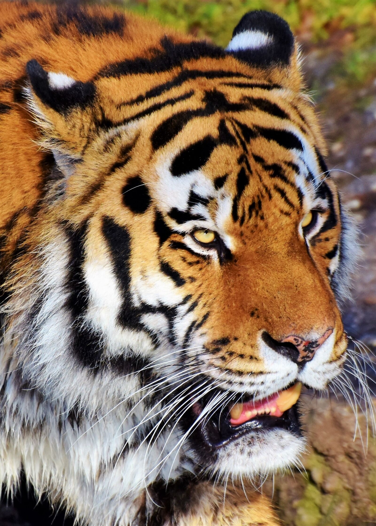 Nikon D7200 sample photo. Tiger, tiger head, big photography
